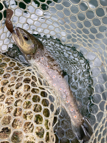 ブラウントラウトの釣果