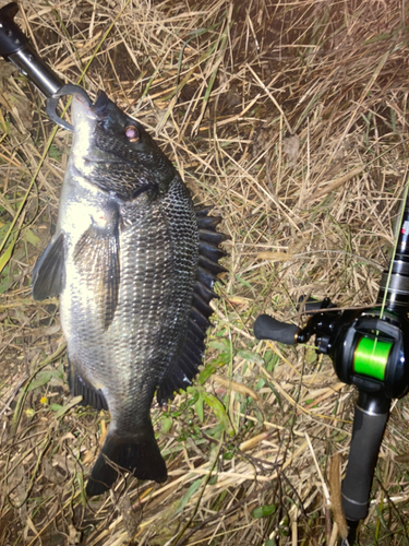 チヌの釣果