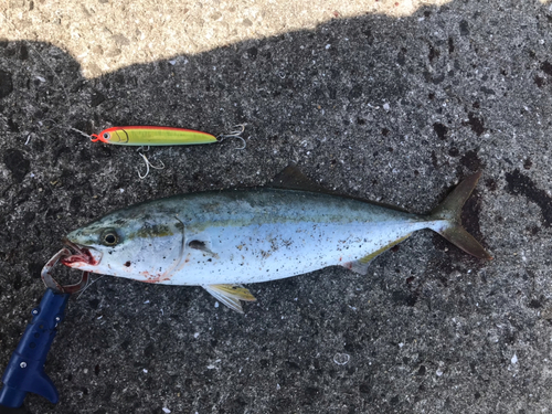 ハマチの釣果