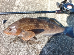 アイナメの釣果