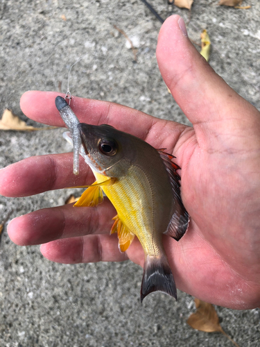 オキフエダイの釣果