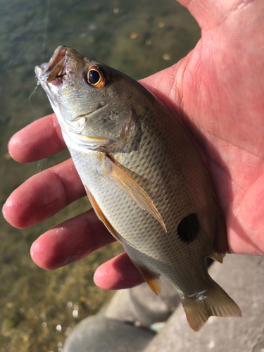 イッテンフエダイの釣果