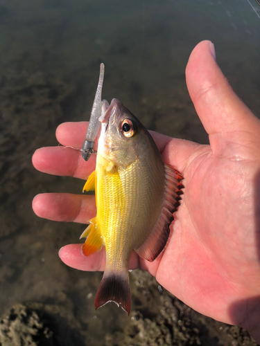 オキフエダイの釣果