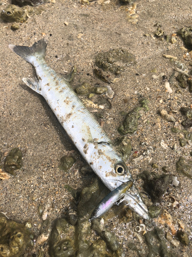 オニカマスの釣果