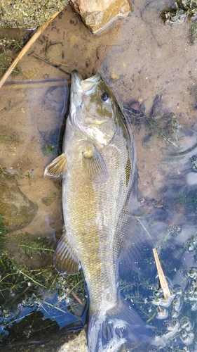 スモールマウスバスの釣果