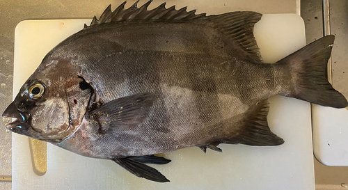 イシダイの釣果