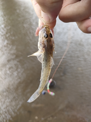 ハゼの釣果