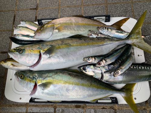 イナダの釣果