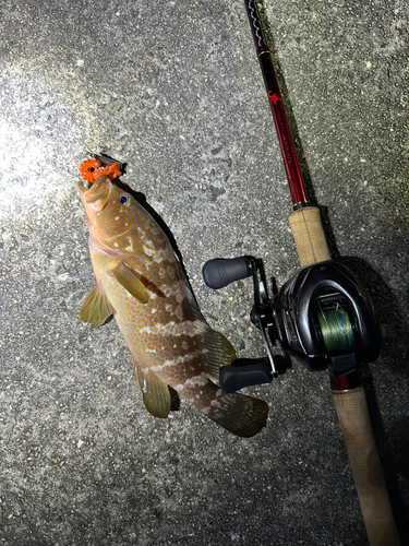 アコウの釣果