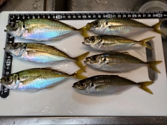 アジの釣果