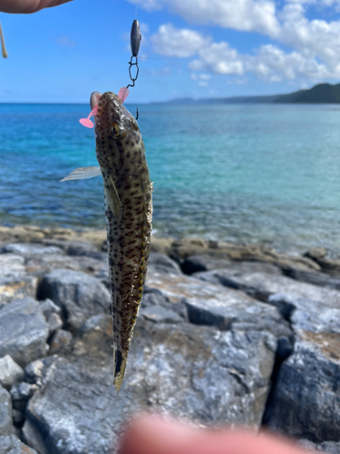 エソの釣果