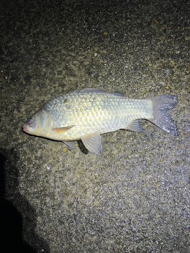 マブナの釣果