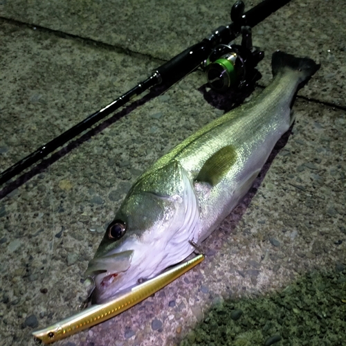 フッコ（マルスズキ）の釣果