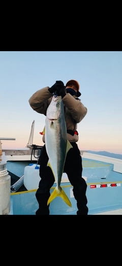 ブリの釣果