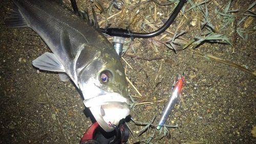 フッコ（マルスズキ）の釣果