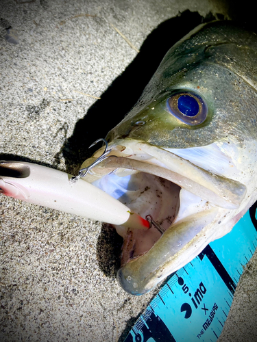 シーバスの釣果