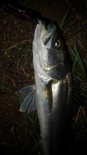 スズキの釣果