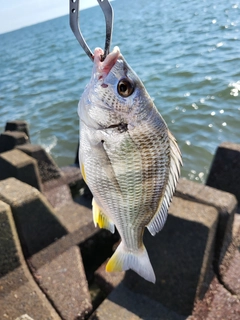 キビレの釣果