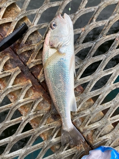 イシモチの釣果