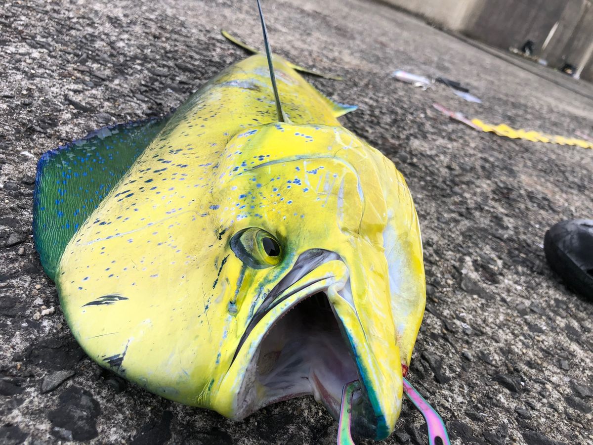 釣りまこちゃんさんの釣果 2枚目の画像