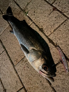 フッコ（マルスズキ）の釣果