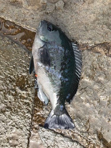 メジナの釣果