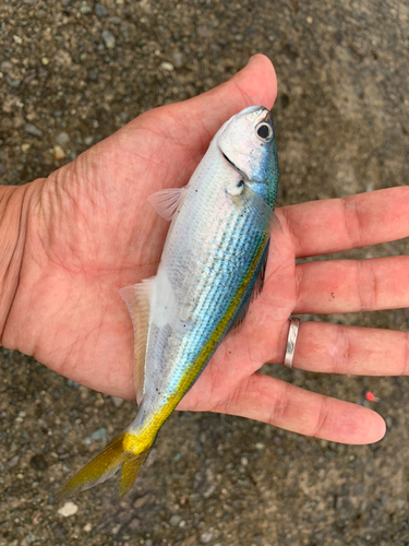 タカベの釣果