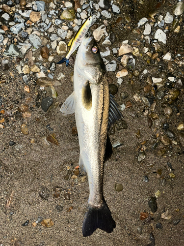 スズキの釣果