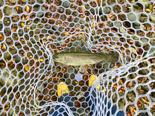 ニジマスの釣果