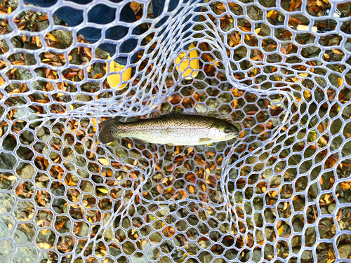 ニジマスの釣果