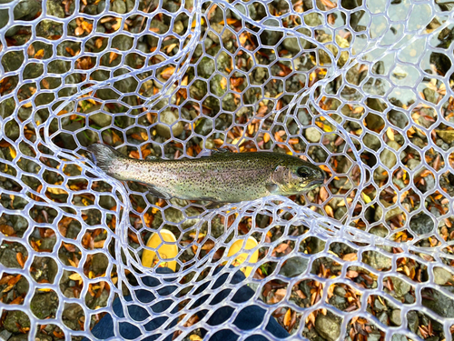 ニジマスの釣果