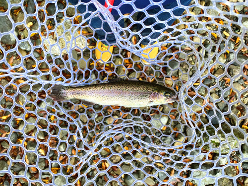 ニジマスの釣果