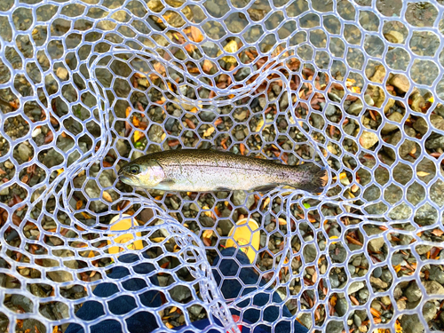 ニジマスの釣果