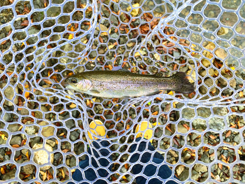 ニジマスの釣果