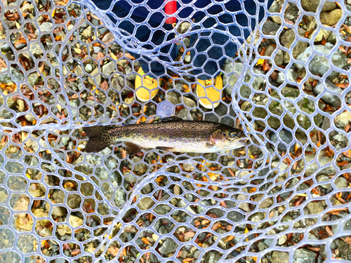 ニジマスの釣果