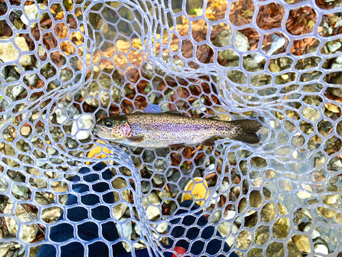 ニジマスの釣果