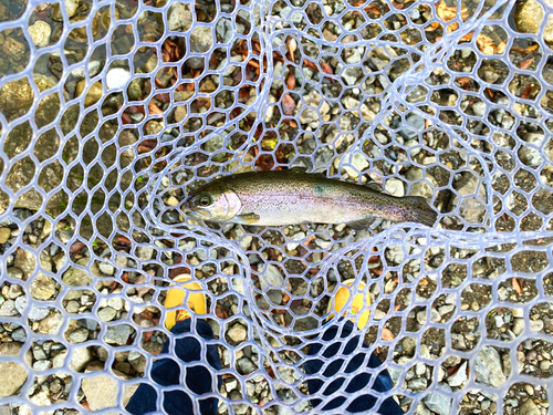 ニジマスの釣果