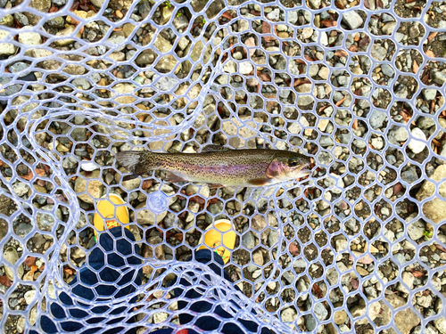 ニジマスの釣果