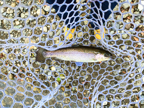 ニジマスの釣果