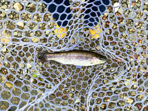 ニジマスの釣果