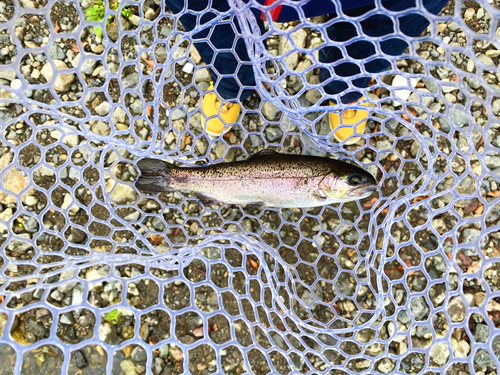 ニジマスの釣果