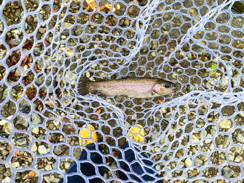 ニジマスの釣果