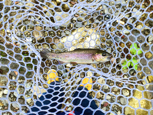 ニジマスの釣果