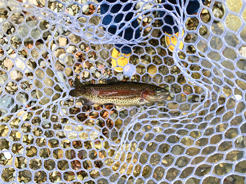 ニジマスの釣果