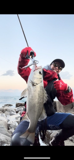 ヒラスズキの釣果