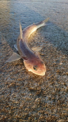 エソの釣果