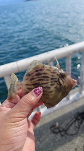 カワハギの釣果