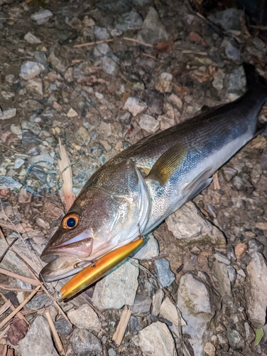 スズキの釣果