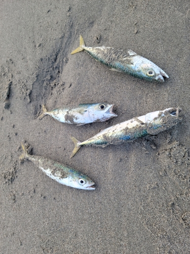 サバの釣果