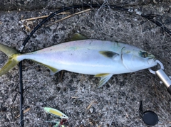 ハマチの釣果